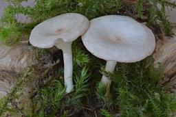 Clitocybe catinus