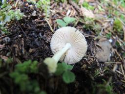 Volvariella murinella