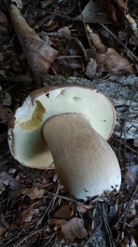 Boletus reticulatus