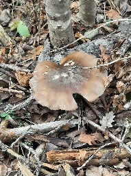 Clitocybe nebularis