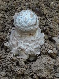 Amanita excelsa