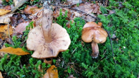 Tricholoma pessundatum