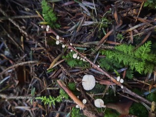 Collybiopsis ramealis