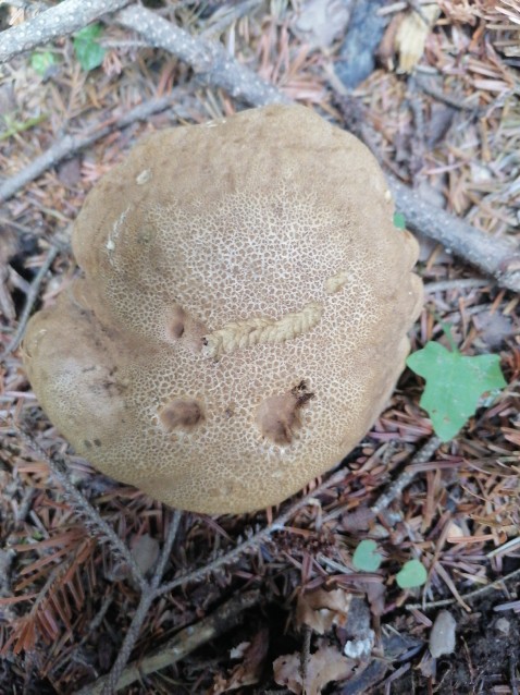 Caloboletus calopus