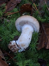Pholiota lenta