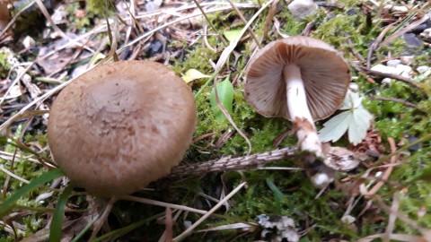 Inocybe