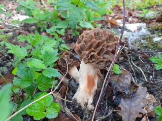 Morchella esculenta