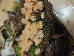 Xeromphalina campanella