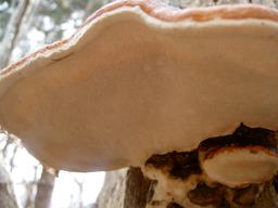 Fomitopsis pinicola