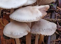 Marasmius wynneae