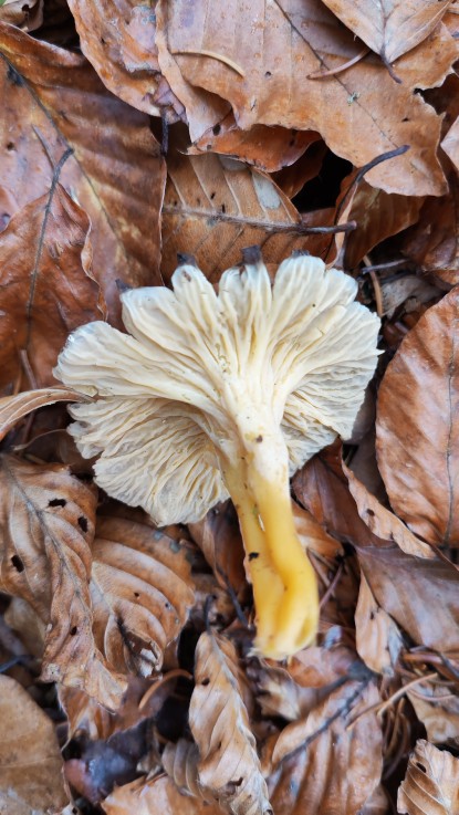 Craterellus lutescens