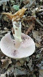 Agaricus sylvicola