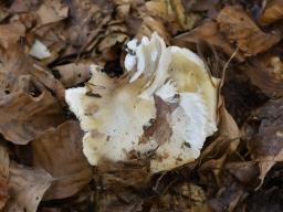 Tricholoma umbonatum