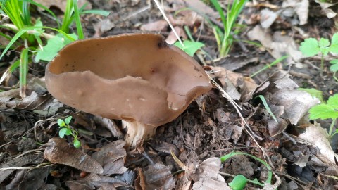 Helvella acetabulum