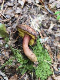 Phylloporus pelletieri
