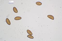 Inosperma pisciodorum