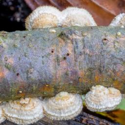 Stereum ochraceoflavum