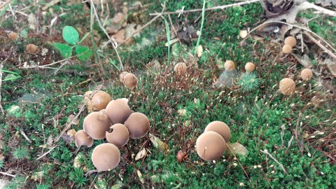 Psathyrella piluliformis