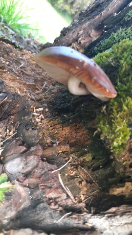 Pluteus cervinus