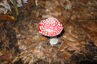 Amanita muscaria