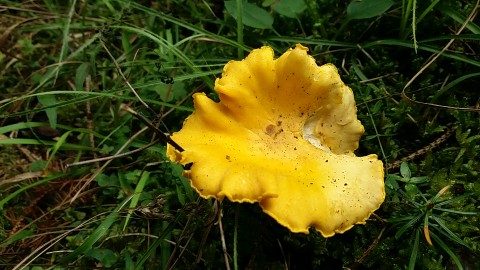 Cantharellus cibarius