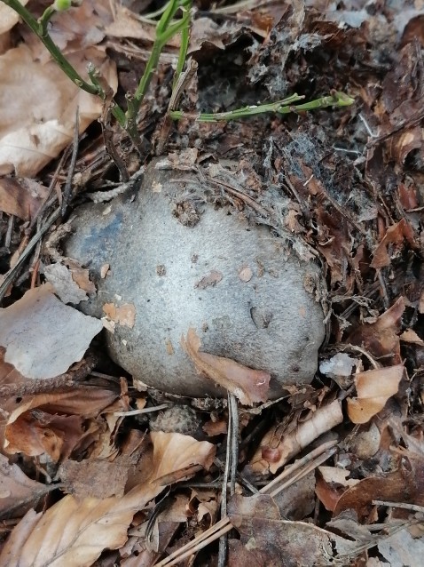 Hygrophorus marzuolus