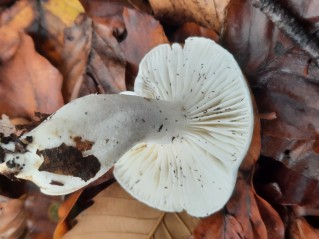 Hygrophorus discoxanthus