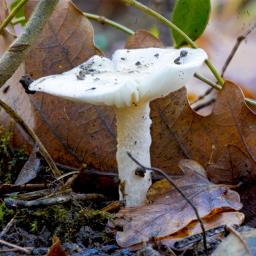Hygrophorus eburneus