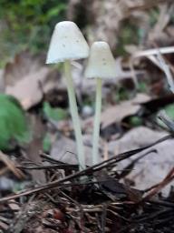 Mycena epipterygia