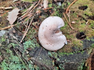 Hygrophorus agathosmus