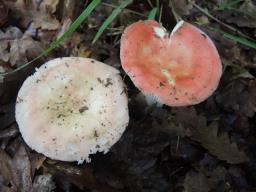 Russula aurora