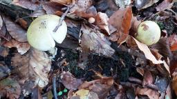 Amanita phalloides