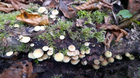 Hypholoma fasciculare var. pusillum