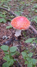 Amanita muscaria