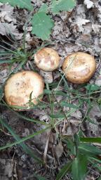 Russula illota