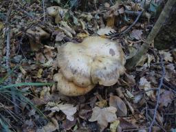 Cortinarius anfractoides