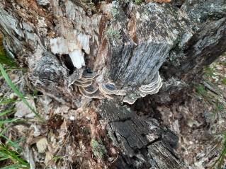 Trametes versicolor