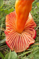 Hygrocybe punicea