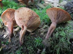 Lactarius cremor