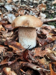 Boletus reticulatus