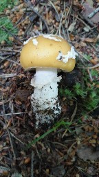 Amanita gemmata