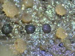 Saccobolus beckii