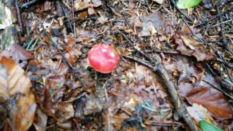 Russula emetica