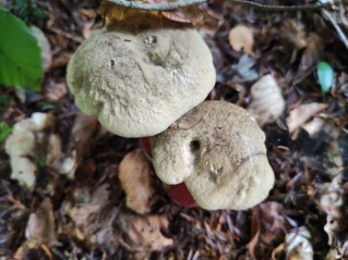 Caloboletus calopus