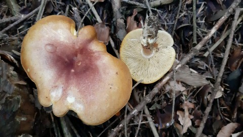 Tricholomopsis rutilans