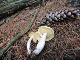 Suillus placidus