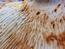Lactifluus vellereus
