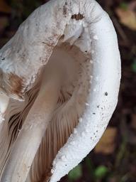 Leucocoprinus cretaceus