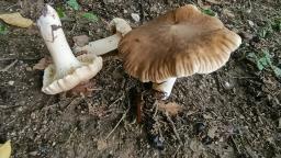 Lactarius ruginosus