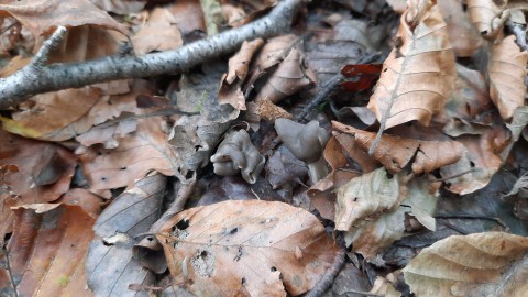 Helvella lacunosa